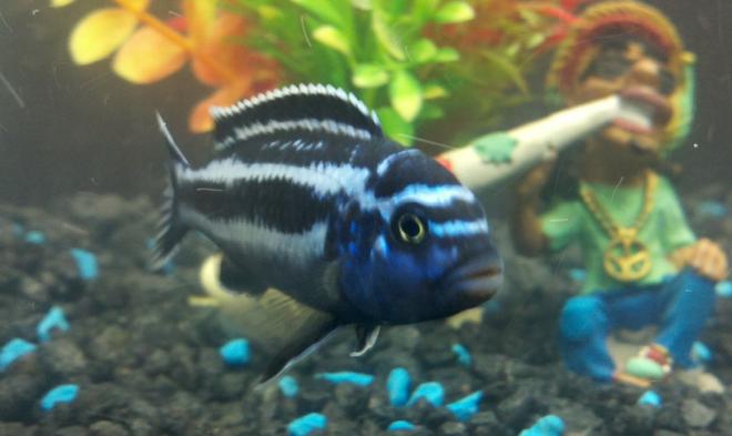 freshwater fish - melanochromis cyaneorhabdos - maingano cichlid stocking in 55 gallons tank - African Cichlid