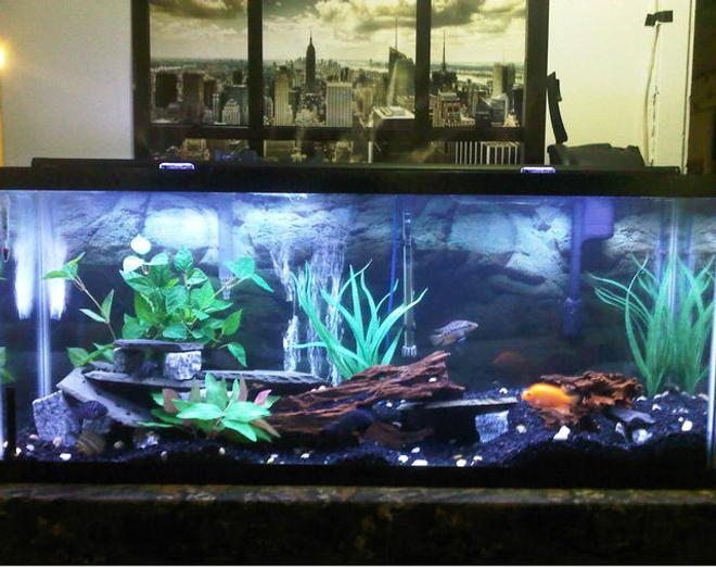 55 gallons freshwater fish tank (mostly fish and non-living decorations)