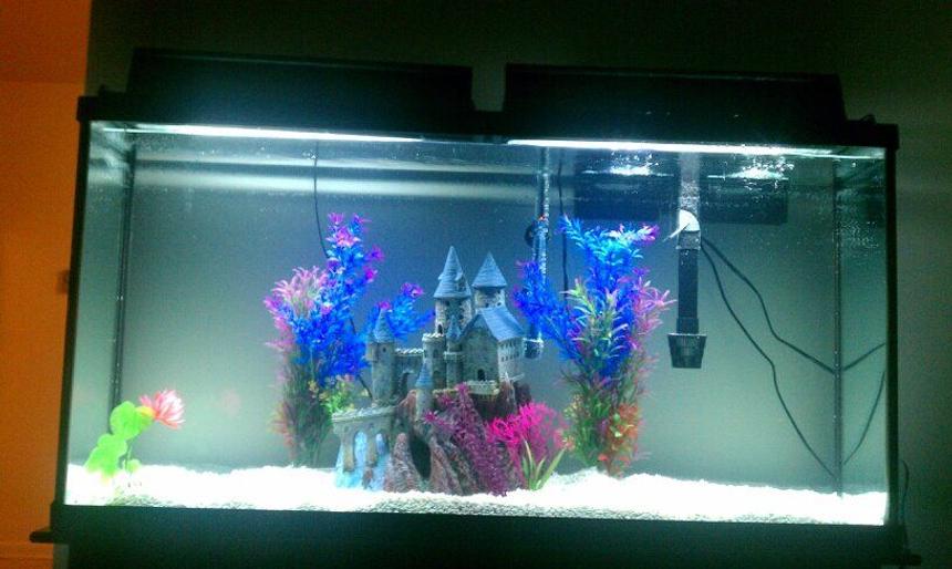 Rated #3656: 60 Gallons Freshwater Fish Tank