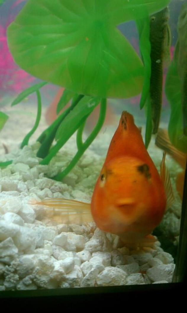 freshwater fish - heros severus x amphilophus citrinellum - blood parrot stocking in 60 gallons tank - My parrot fish. I need some advice on how to set up my aquarium so he will feel comfortable and not hide all the time...or at least what kind of hiding places can I put in there that won't make him completely invisible!