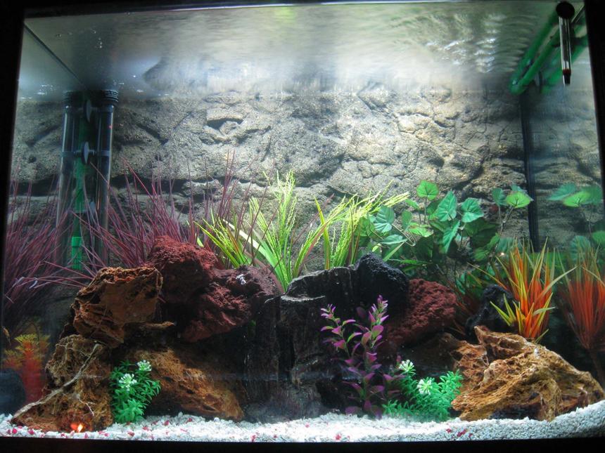 Rated #25: 56 Gallons Freshwater Fish Tank - my first tank, 56 gallon, cichilds to come