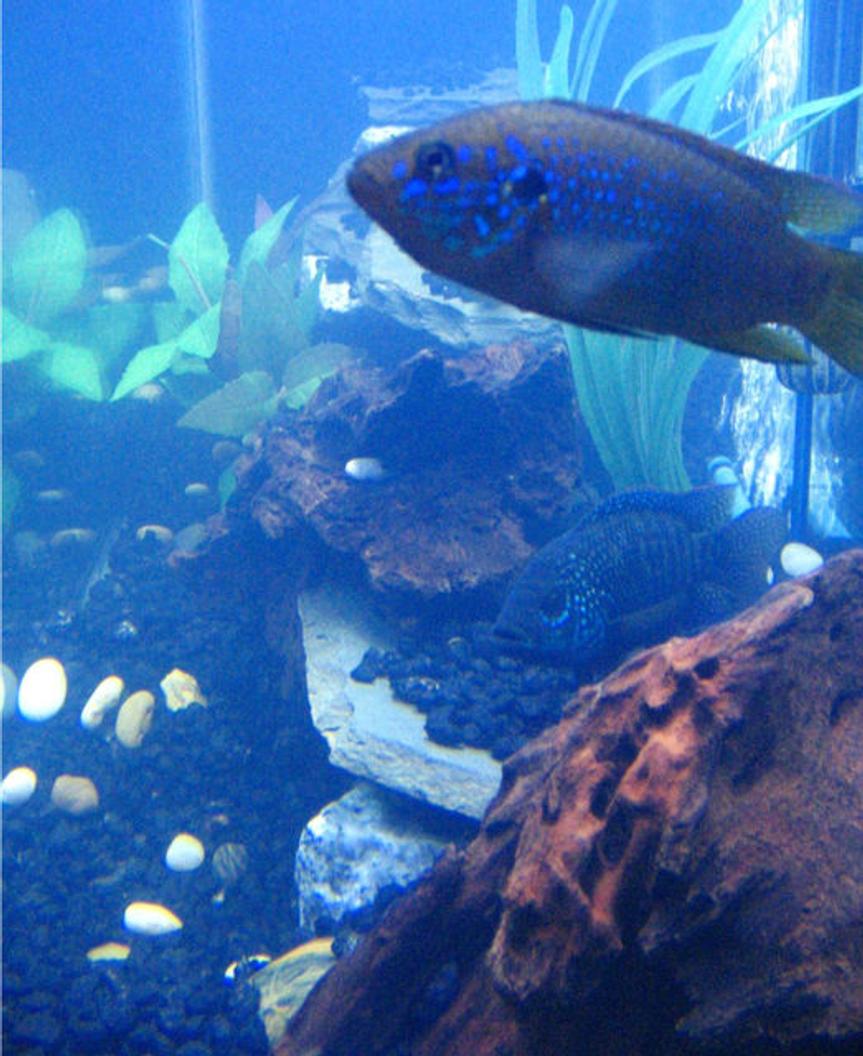 Rated #80: Freshwater Fish - Nandopsis Octofasciatum - Jack Dempsey Stocking In 55 Gallons Tank - Neon Blue Jewel & Female JD.