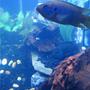 freshwater fish - nandopsis octofasciatum - jack dempsey stocking in 55 gallons tank - Neon Blue Jewel & Female JD.