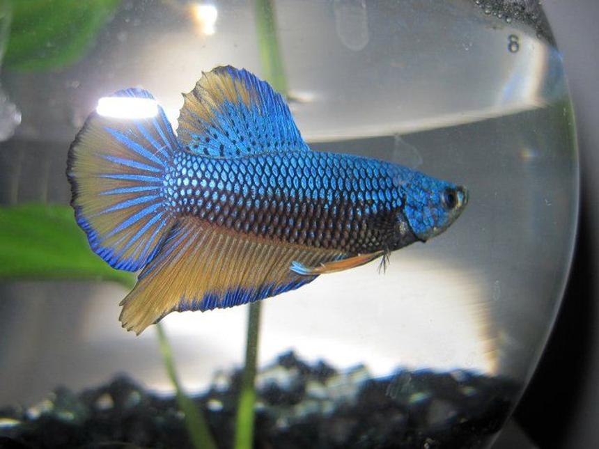Rated #49: Freshwater Fish - Betta Splendens - Halfmoon Betta Stocking In 60 Gallons Tank