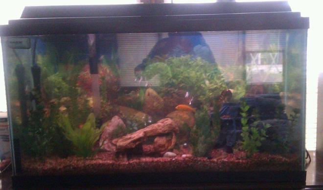 30 gallons freshwater fish tank (mostly fish and non-living decorations) - 30 gal breeder tank, all chiclids natural color rock fake plants