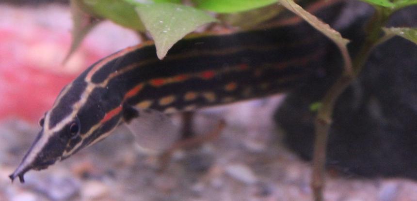 Rated #33: Freshwater Fish - Mastacembelus Erthrotaenia - Fire Eel Stocking In 45 Gallons Tank - My fire eel