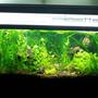 fish tank picture - 55g planted dwarf shrimp tank..