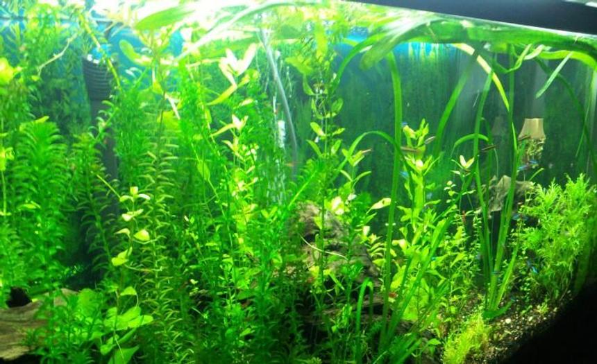 Rated #58: 55 Gallons Planted Tank - 55g angled shot