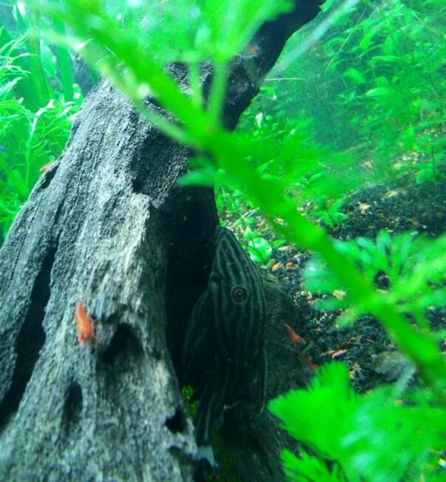 Rated #39: Freshwater Fish - Panaque Nigrolineatus - Gold Royal Pleco (l-027) Stocking In 55 Gallons Tank - Royal pleco and his little red soldiers