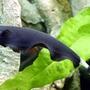 freshwater fish - apteronotus albifrons - black ghost knifefish stocking in 75 gallons tank