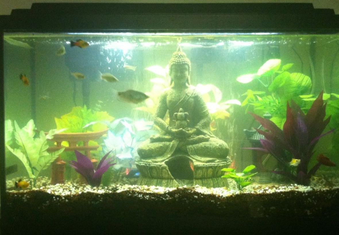 30 gallons freshwater fish tank (mostly fish and non-living decorations) - 30 Gallon Tropical Community