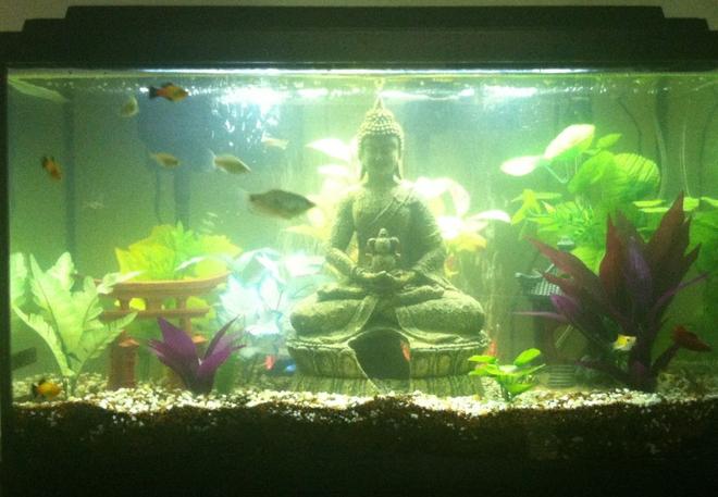 30 gallons freshwater fish tank (mostly fish and non-living decorations) - 30 Gallon Tropical Community