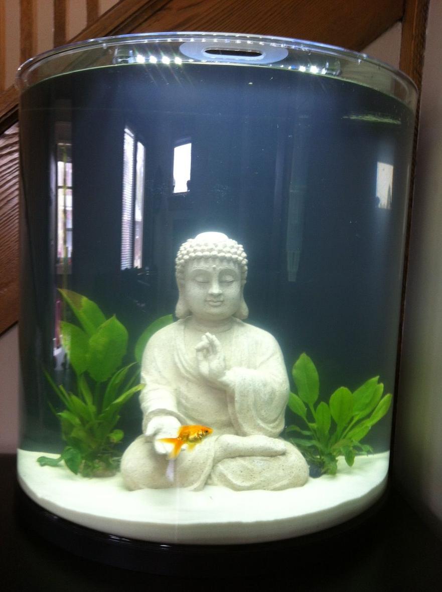Rated #2884: 20 Gallons Freshwater Fish Tank