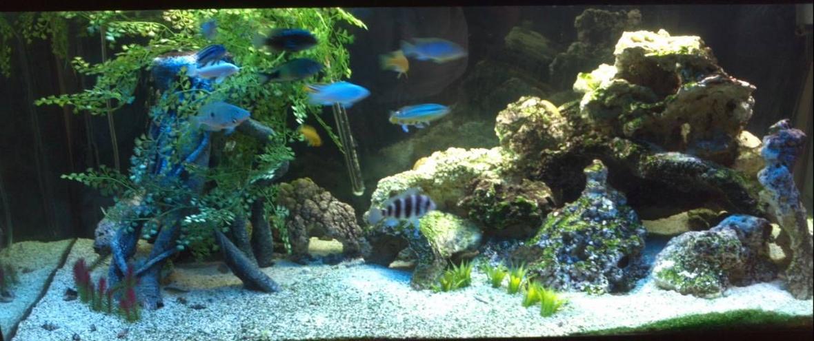 75 gallons freshwater fish tank (mostly fish and non-living decorations) - Mixed