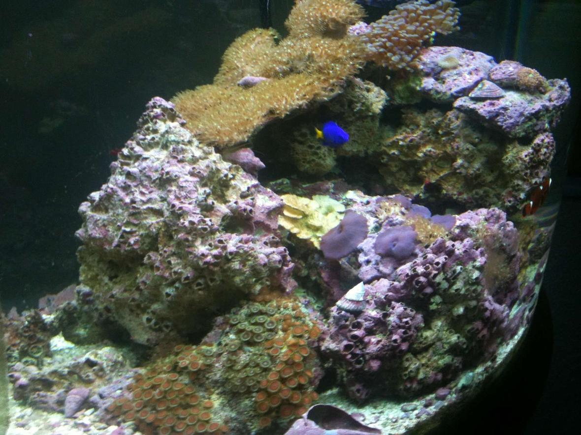 29 gallons reef tank (mostly live coral and fish)