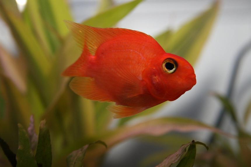 Rated #46: Freshwater Fish - Heros Severus X Amphilophus Citrinellum - Blood Parrot Stocking In 55 Gallons Tank - blood parrot cichlid