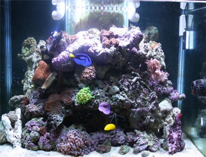 85 gallons reef tank (mostly live coral and fish) - My Marine Tank