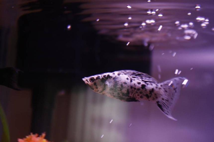 Rated #1205: Freshwater Fish - Poecilia Latipinna - Dalmatian Molly Stocking In 10 Gallons Tank - Dalmation Lyretail Molly - One of two
starter fish for my new tank! Although he could care less about his surroundings he seems quite intrigued with the heater in the tank.