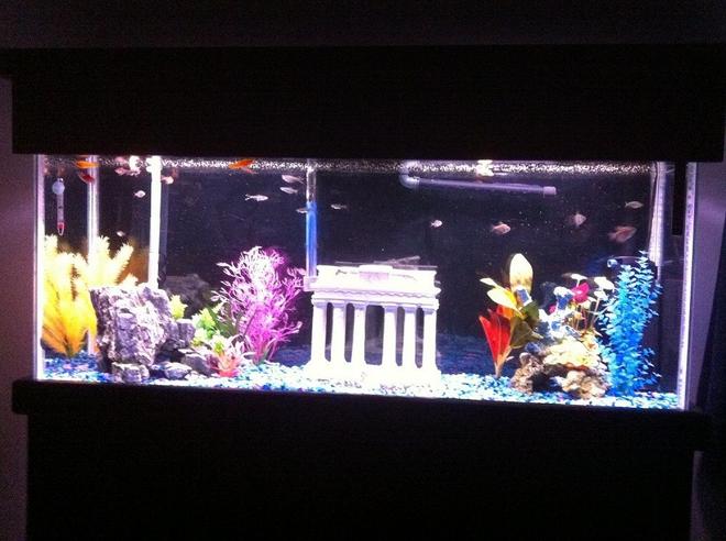 55 gallons freshwater fish tank (mostly fish and non-living decorations)