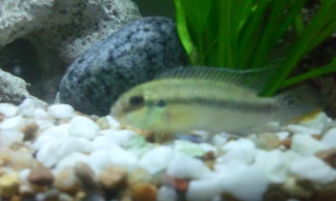 freshwater fish - pelvicachromis pulcher - albino kribensis cichlid stocking in 26 gallons tank