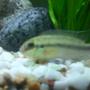 freshwater fish - pelvicachromis pulcher - albino kribensis cichlid stocking in 26 gallons tank
