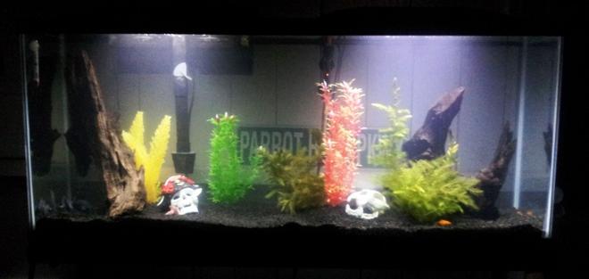 55 gallons freshwater fish tank (mostly fish and non-living decorations) - 2 Blue Diamond Discus, 2 Baby Blue Panda Discus, 2 Gold Twin-barred Platy, 1 Red Wag Platy, 1 Algae Eater