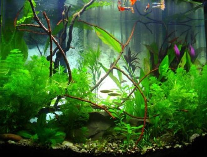 40 gallons planted tank (mostly live plants and fish) - Size	 15 GALLONS
Date Started	 9/2011
Lighting	 25watts Ocean view bulb
Equipment	 filter fluvial
CO2	 fish
Substrate	 black substrate X sand	
Fertilization	 fish and Xcel
Plants	 way to many...
Inhabitants	 guppies, danios, shrimps, plecos, snails