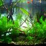 40 gallons planted tank (mostly live plants and fish) - Size 15 GALLONS Date Started 9/2011 Lighting 25watts Ocean view bulb Equipment filter fluvial CO2 fish Substrate black substrate X sand Fertilization fish and Xcel Plants way to many... Inhabitants guppies, danios, shrimps, plecos, snails
