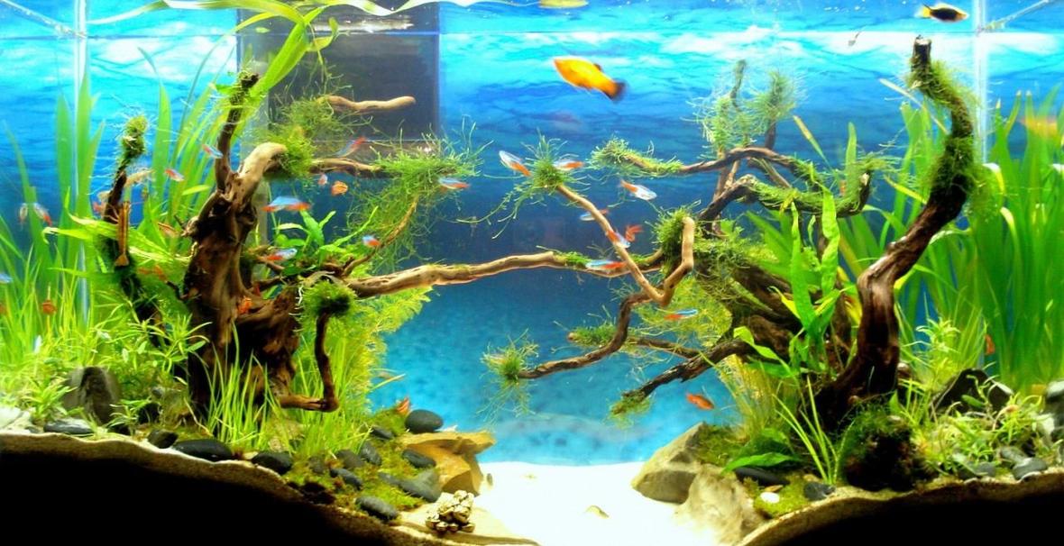 40 gallons planted tank (mostly live plants and fish) - 40 Gallons Date Started Final Chapter 1 february 2012 Lighting 2 X 32watts (homemade fixture) Equipment Filter Fluvial 55 gal CO2 Lots of fish do the job miraculously Substrate Sand Parameters Fertilization Excel Plants Java moss, star moss, ferns, others Inhabitants neon tetras, platys, cherry barbs, 1 betta, plecos (diff types) Cherry shrimps, amano shrimps, ghost shrimps, bamboo shrimps, u name it...