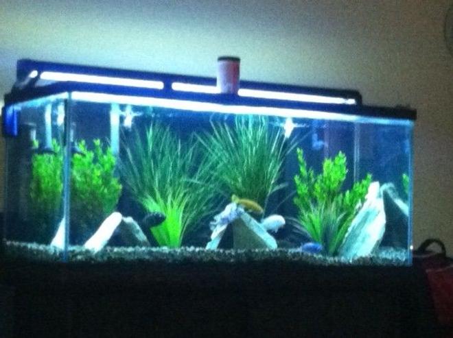 80 gallons freshwater fish tank (mostly fish and non-living decorations) - my cichlad tank sorry its not a clear pic