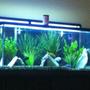80 gallons freshwater fish tank (mostly fish and non-living decorations) - my cichlad tank sorry its not a clear pic