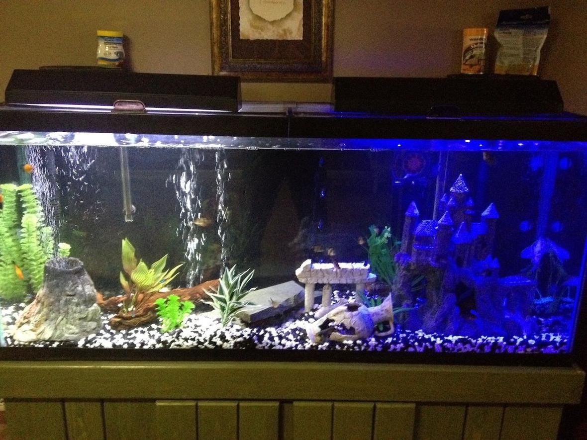 55 gallons freshwater fish tank (mostly fish and non-living decorations) - my tank