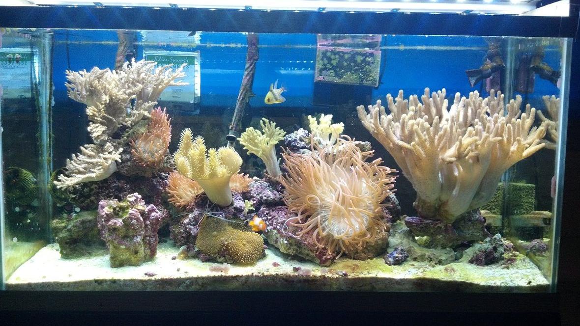 90 gallons reef tank (mostly live coral and fish) - 90 Gallon Leather Reef