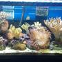 90 gallons reef tank (mostly live coral and fish) - 90 Gallon Leather Reef