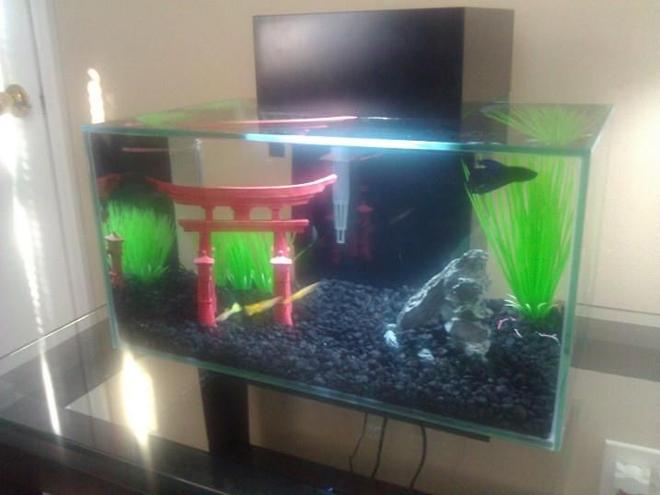 6 gallons freshwater fish tank (mostly fish and non-living decorations) - Fluval Edge - 6 Gallons.

3 Yellow-tail Guppies (male)
1 Veiltail Betta (male)

I am new to aquariums, with the Fluval Edge 6-gallon being my first.  I hope to expand into a bigger tank once I get the hang of everything.