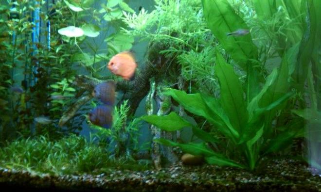 65 gallons planted tank (mostly live plants and fish) - First try at planted tank.