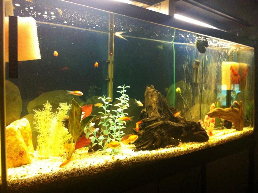 Rated #2228: 55 Gallons Freshwater Fish Tank - my crayfish tank