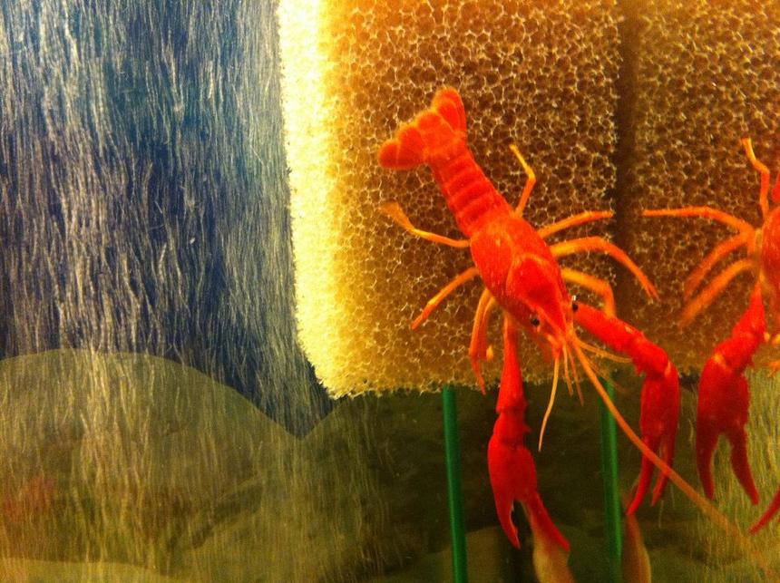 Rated #10: Corals Inverts - Enoplometopus Sp. Stocking In 55 Gallons Tank - Orange Crayfish