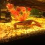 fish tank picture - My noble crayfish