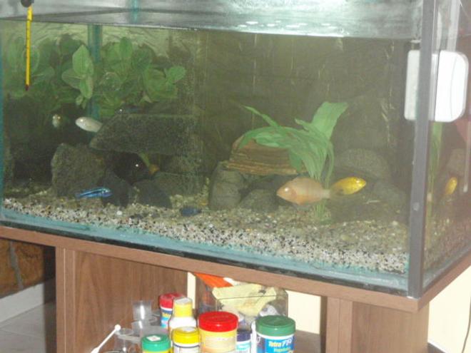 112 gallons freshwater fish tank (mostly fish and non-living decorations) - afrrican cichlid tank