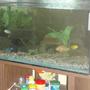 112 gallons freshwater fish tank (mostly fish and non-living decorations) - afrrican cichlid tank