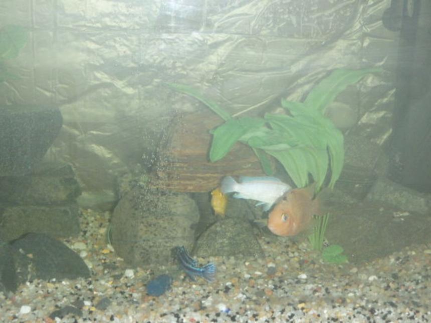 Rated #75: Freshwater Fish - Sciaenochromis Ahli - Electric Blue Cichlid Stocking In 112 Gallons Tank - yellow lab, electric blue, pseudotropheus, and a convict/parrot cichlid