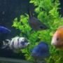 freshwater fish - aulonocara sp. - strawberry peacock cichlid stocking in 100 gallons tank - few of my cichlids, and the white and purpleish blue was bred in my tank, its not from the fish store.