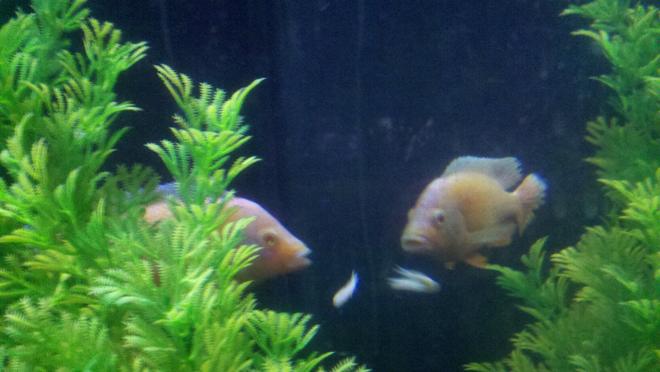 freshwater fish - aulonocara sp. - albino strawberry peacock stocking in 100 gallons tank