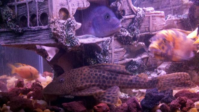 freshwater fish - glyptoperichthys gibbiceps - sailfin pleco (l-83) stocking in 100 gallons tank