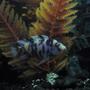 freshwater fish - labeotropheus fuelleborni - fuelleborni cichlid, orange blossom stocking in 100 gallons tank