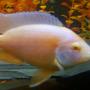 freshwater fish - aulonocara sp. - albino strawberry peacock stocking in 100 gallons tank