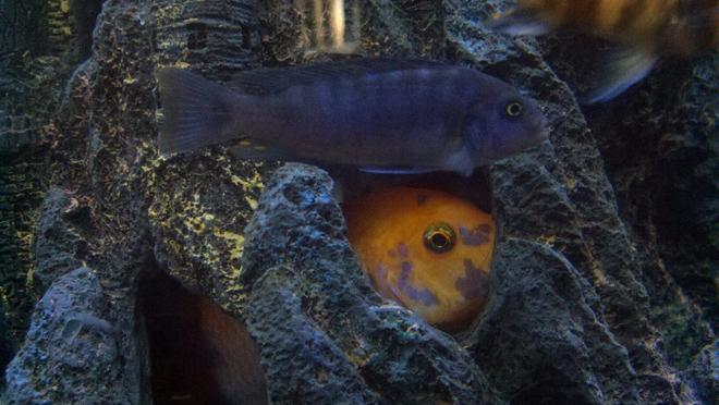 freshwater fish - aulonocara nyassae - blue peacock cichlid stocking in 100 gallons tank