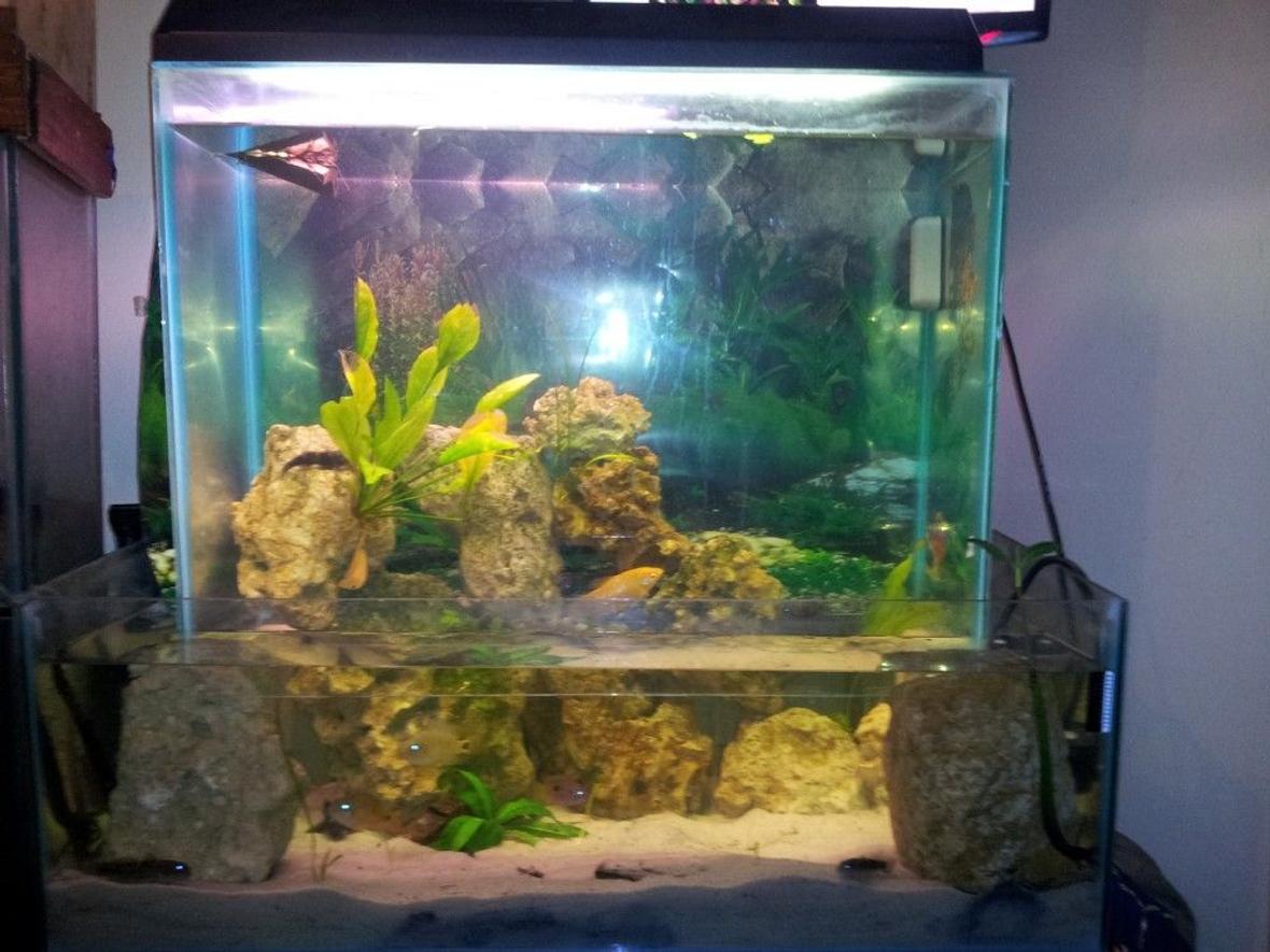 90 gallons freshwater fish tank (mostly fish and non-living decorations) - this is my 90 gallon openbottom fish tank's finished result. the maintenance is quite easy with the magnet scrubber and the only issue is moving and adjusting things in the top tank. I have just added more fish to the tank since it what extremely understocked. i currently have 2 south american chichlids, 1 gourmi, 4 convict chichlids, 1 jewel fish, 5 round goby fish, 1 window pane flounder, 2 plecos, 1 rainbow shark, 2 silver dollars. amongst the rocks i have 2 radican sword plant, 5 sword plants, 3 mangroves.