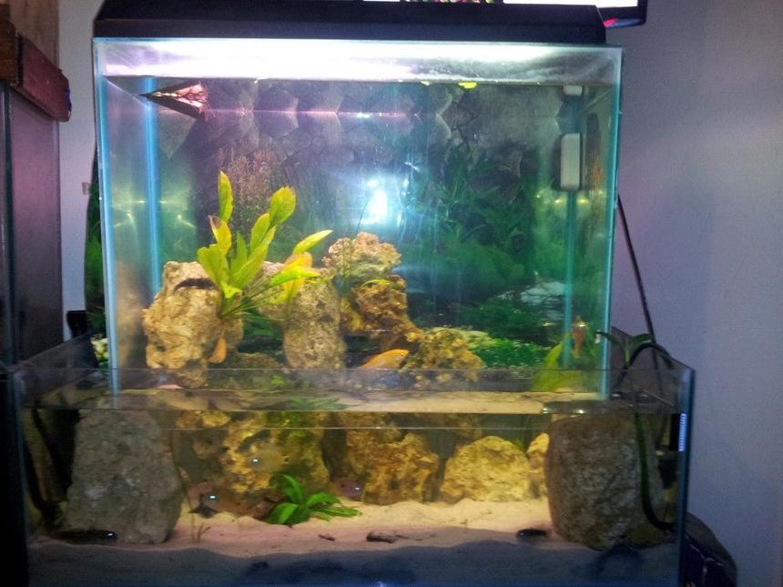 Rated #2773: 90 Gallons Freshwater Fish Tank - this is my 90 gallon openbottom fish tank's finished result. the maintenance is quite easy with the magnet scrubber and the only issue is moving and adjusting things in the top tank. I have just added more fish to the tank since it what extremely understocked. i currently have 2 south american chichlids, 1 gourmi, 4 convict chichlids, 1 jewel fish, 5 round goby fish, 1 window pane flounder, 2 plecos, 1 rainbow shark, 2 silver dollars. amongst the rocks i have 2 radican sword plant, 5 sword plants, 3 mangroves.